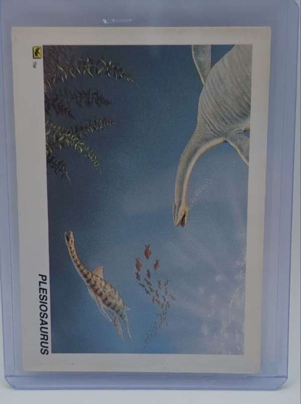 Rare DinoCardz #24 Plesiosaurus Collectible Card